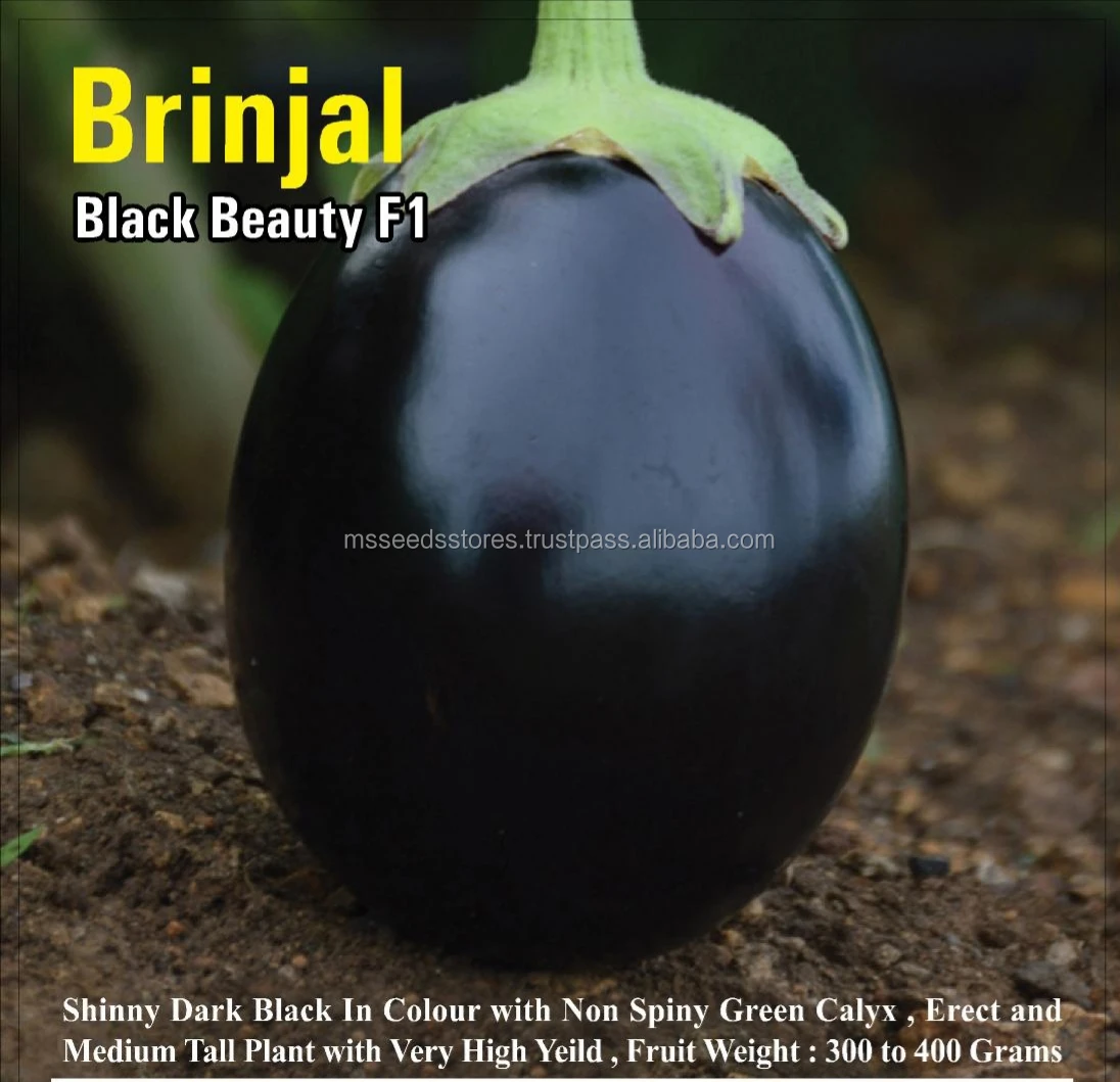 Eggplant Black Beauty Vegetable Seeds