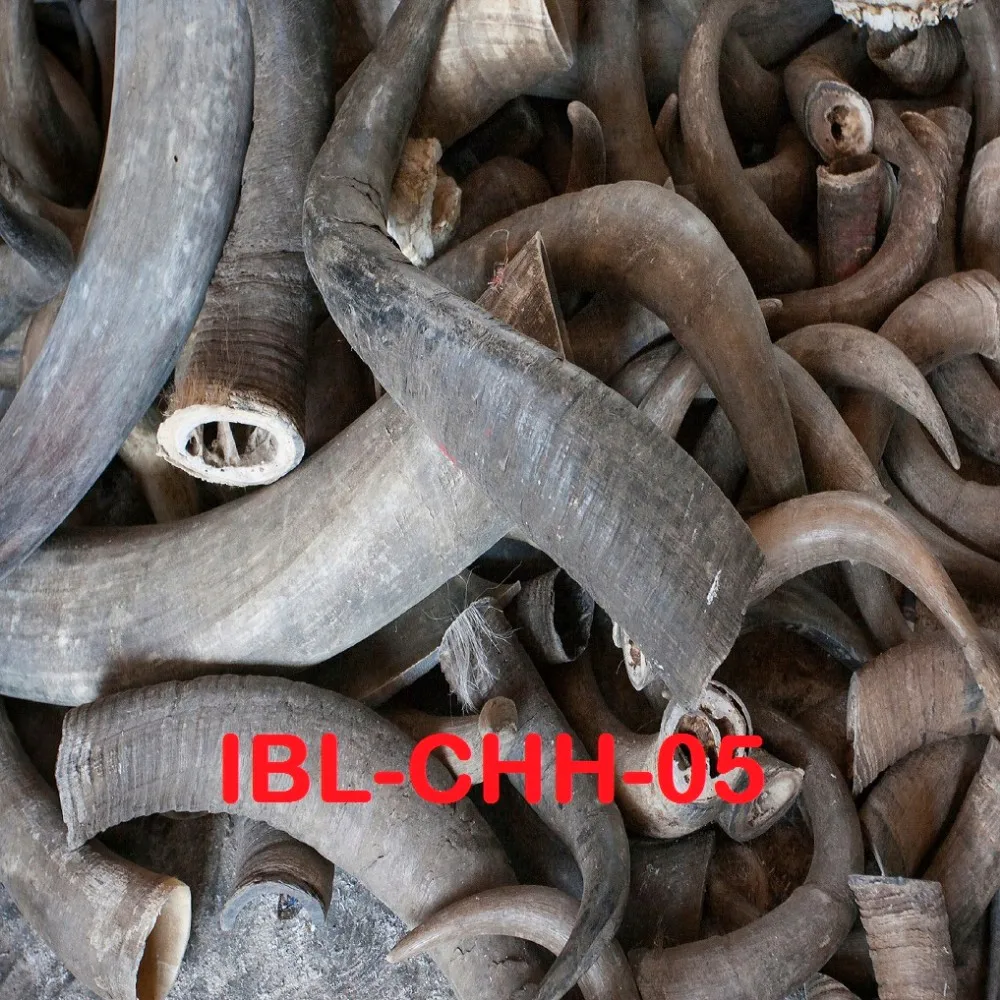Quality Crushed Horns And Hooves From Bangladesh 100 Pure Buy Horn