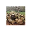 RUBBER WOOD LOGS EXPORT FROM VIETNAM FOREST