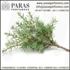 Blue Cypress Oil , Pure Natural at bulk wholesale price