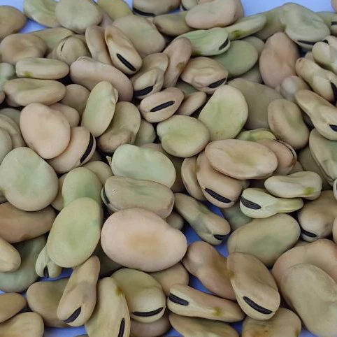 broad beans.jpg