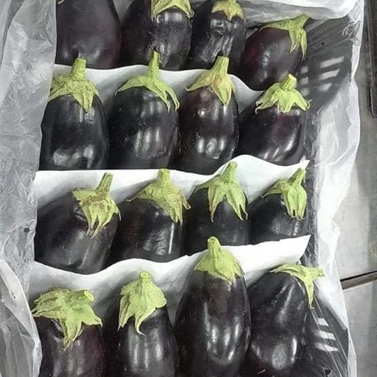 
Fresh Eggplant for sale 