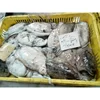 We Offering For Frozen Cuttlefish Whole Round Size Of Grade AA Available in Stock For Interested Person