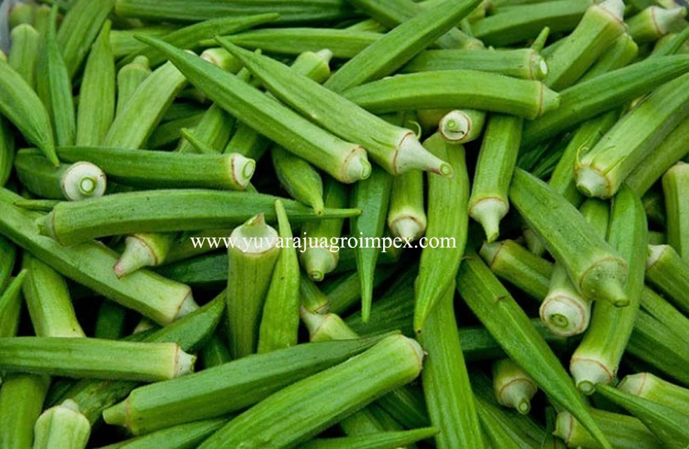 okra copy.jpg
