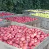 Fresh Sweet Delicious Red/Green FUJI Star Golden Gala Apple with More Juicy Fruit