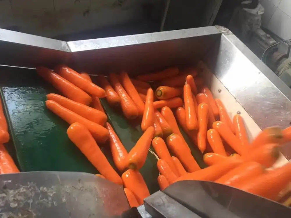 china fresh carrots seeds vegetables price list for dubai