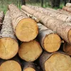 /product-detail/radiata-pine-logs-wholesale-yellow-pine-logs-available-62002090553.html