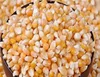 Yellow Corn & White Corn/Maize for Human & Animal Feed FOR SALE