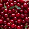 Good Color Cherry Canned Food Snow Pear Halves Fruit in Light Syrup