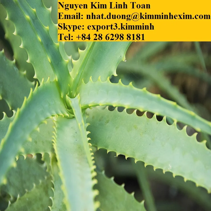 ALOE VERA LEAVES .jpg