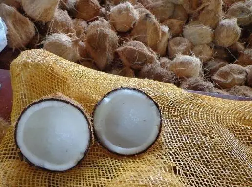 VIETNAM FRESH MATURE COCONUT SEMI HUSKED COCONUT (WS: 0084987731263)