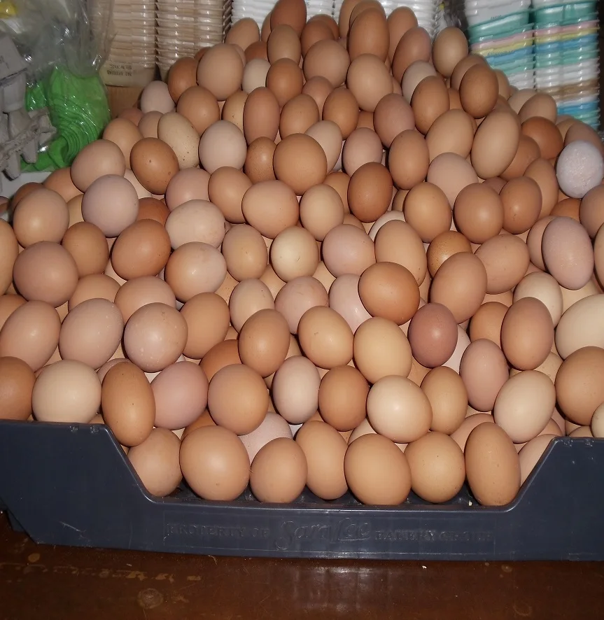 Откладывают большое количество яиц. Инкубационное яйцо Росс 308. Яйцо куриное. Яйца куриные очень много. Гора куриных яиц.