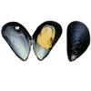 Frozen and Live Blue Mussel / Live Flat oyster, Common oyster