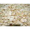White Corn /Maize for wholesale Buyer