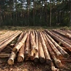 /product-detail/pine-logs-fresh-cut-50045169823.html