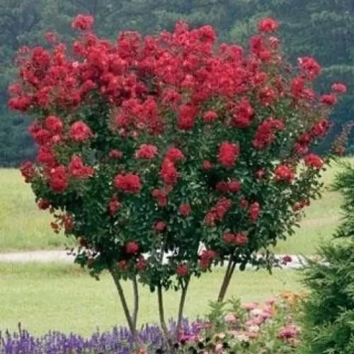 E Myrtle Seedlings Find Deals On Get Quotations Dwarf E Myrtle Red Seeds Longest Blooming Tree