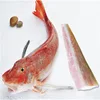Freshly Frozen Gurnard fish