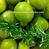 VIET NAM FRESH LEMONS/ LIMES FOR SALE - SEED AND SEEDLESS - CONTACT +84 938244404 FOR BEST PRICE