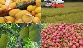 VIETNAM ORGANIC CANNED LYCHEES /Whatsapp: +84 938880463