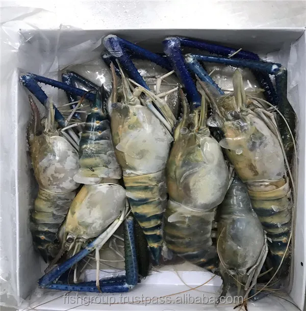 Shrimp Frozen Live Frozen Freshwater Scampi Hoso Bqf With 18 Months Shelf Life Buy Scampi Hoso Freshwater Shrimp River Shrimp Product On Alibaba Com