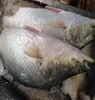 Buy Sea Bass frozen Fish Frozen Fish For Sale Tuna Bonito Frozen Fish Fresh New Catching Sea Food
