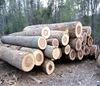 Veneer logs,Southern Yellow Pine,Oak/Ash/Beech/hornbeam/Alder/Birch.