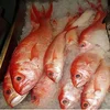 2018 Fresh Red Snapper Fish/Red Snapper/Seafood From Denmark