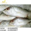 High Quality Frozen Seafood White Snapper from Indonesia