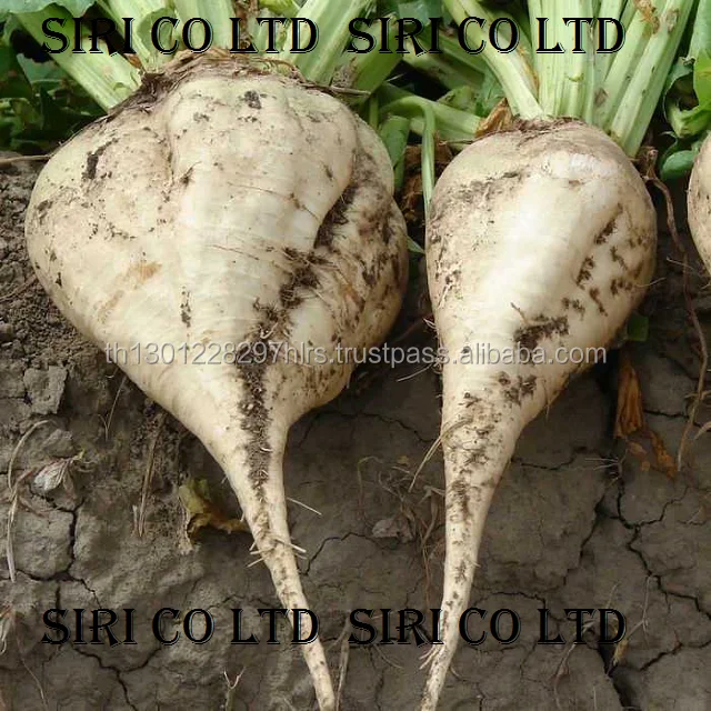 high quality dry sugar beet pulp pellets