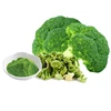 Freeze dried broccoli powder