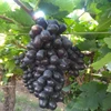 Grapes India /Black grapes/Best fresh Black grapes /New Season 2018-2019/Sharad/Flame/Jumbo