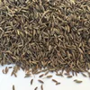 High Quality Cumin Seeds Manufacturer