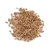 Manufacturer Supply Best Quality Dill Seed Essential Oil