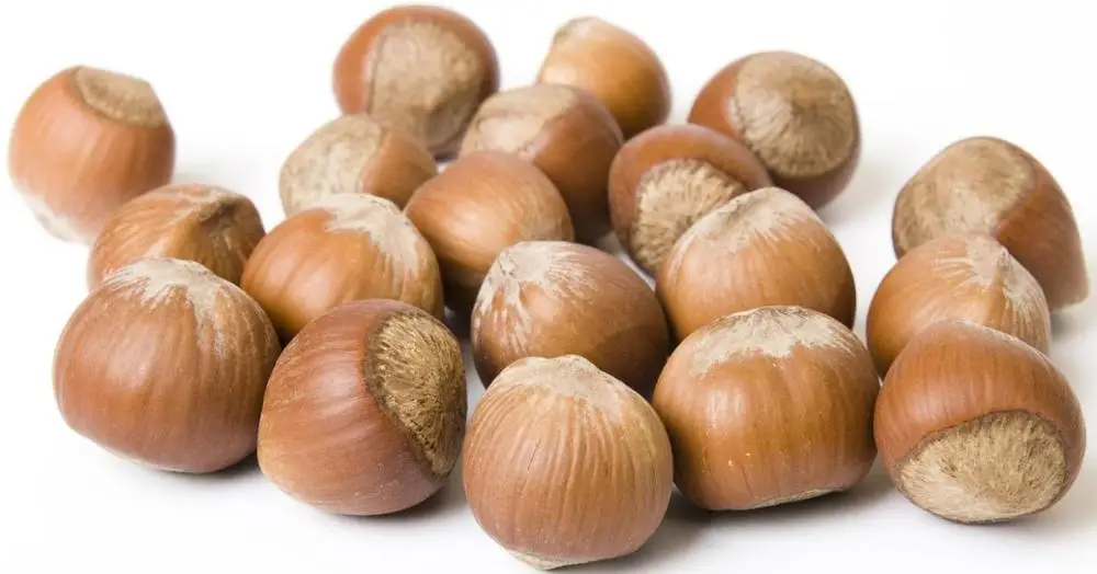 Quality Hazelnuts With Shell & Without Buy Raw Hazelnuts In Shell