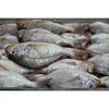 Supplying whole round fresh frozen sea bream fish