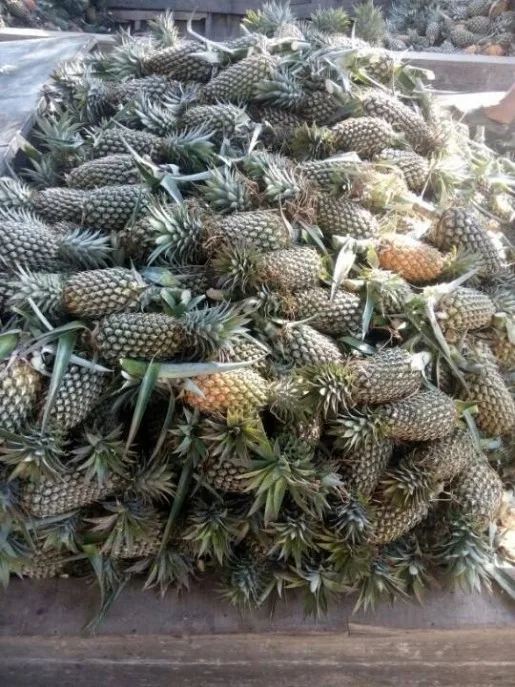 Fruta De Piña Fresca,Piña De Cayena Fresca,Whatsapp + 0084 845 639639 ...