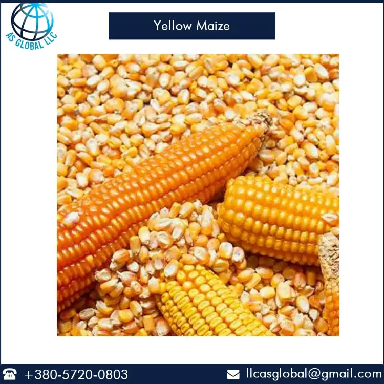 maize 2-min.jpg