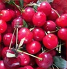 Fresh cherries
