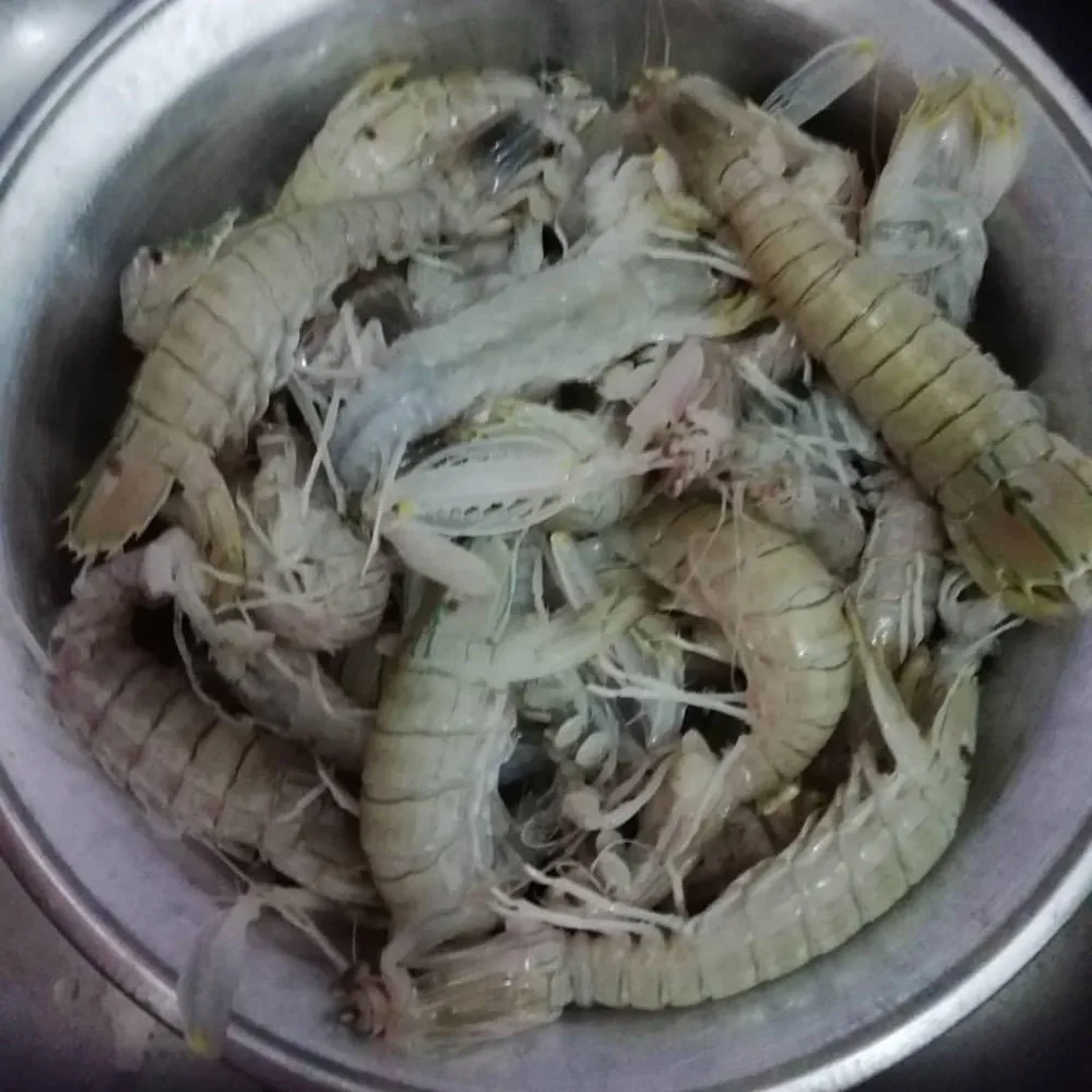 frozen w/r mantis shrimp
