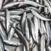 Frozen Female Capelin