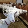 Healthy Milking Saanen Goats for sale