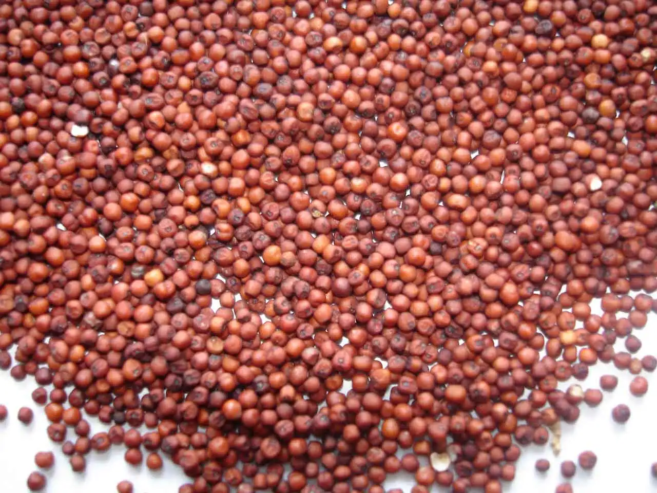 MILLET RED 2