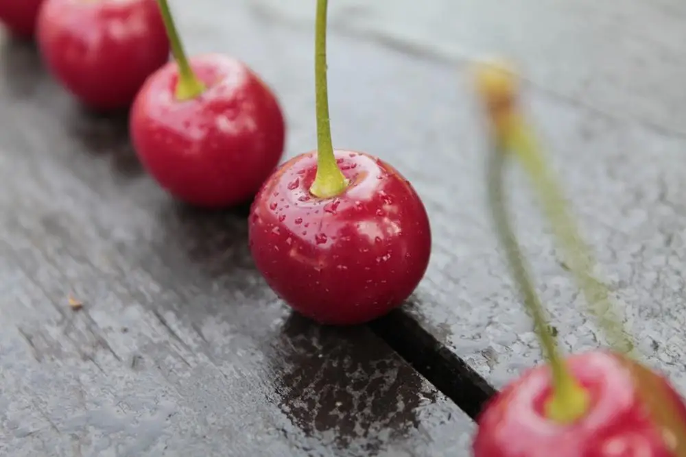 sour-cherry-764054.jpg