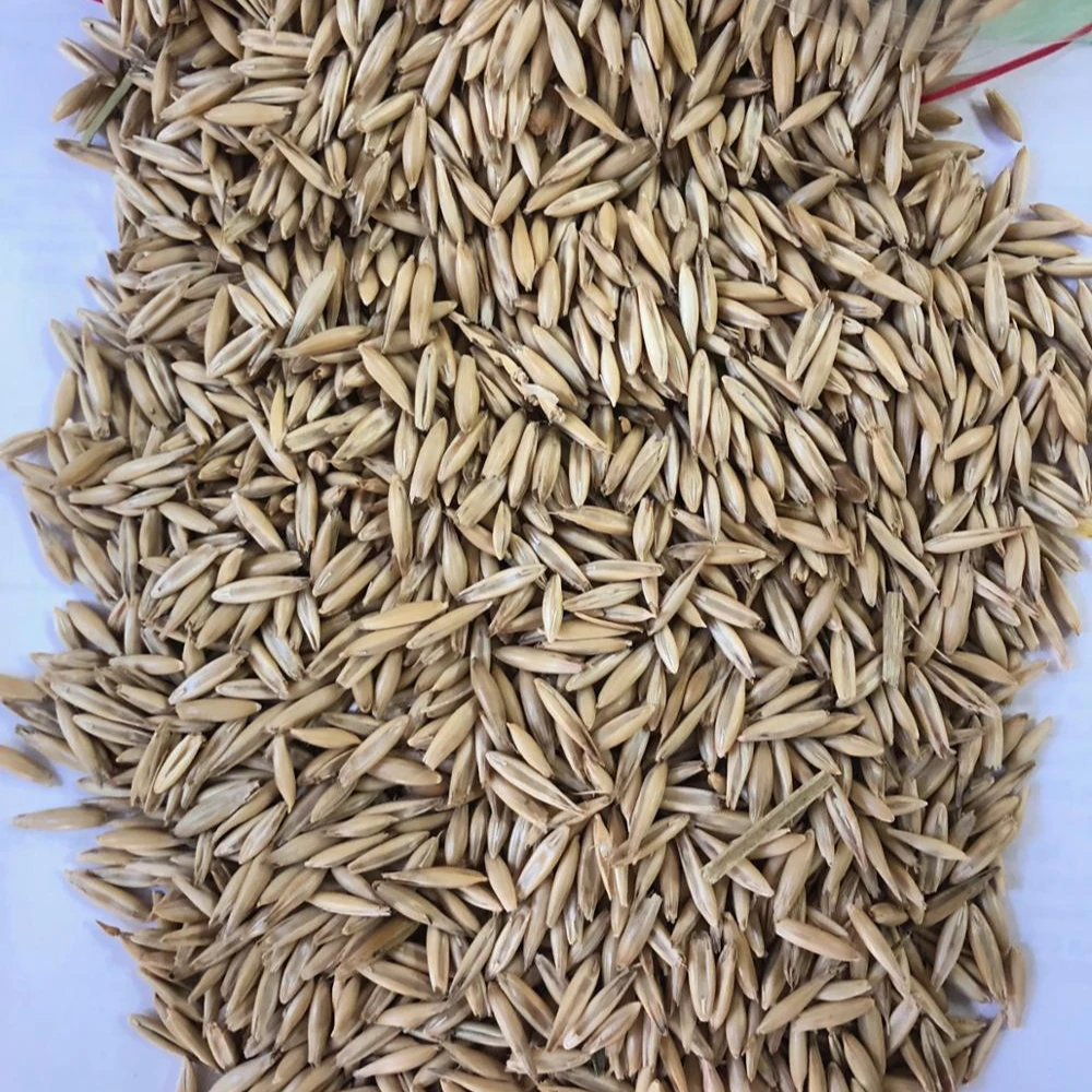 
Oats Seeds / Grains /Raw / Whole/for sell/kernels/ flakes 