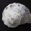 Seashell Turbo Marmoratus green snail US$1620/100KG