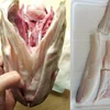 Frozen Atlantic Codfish Heads/Dry Cod Stock Fish Head
