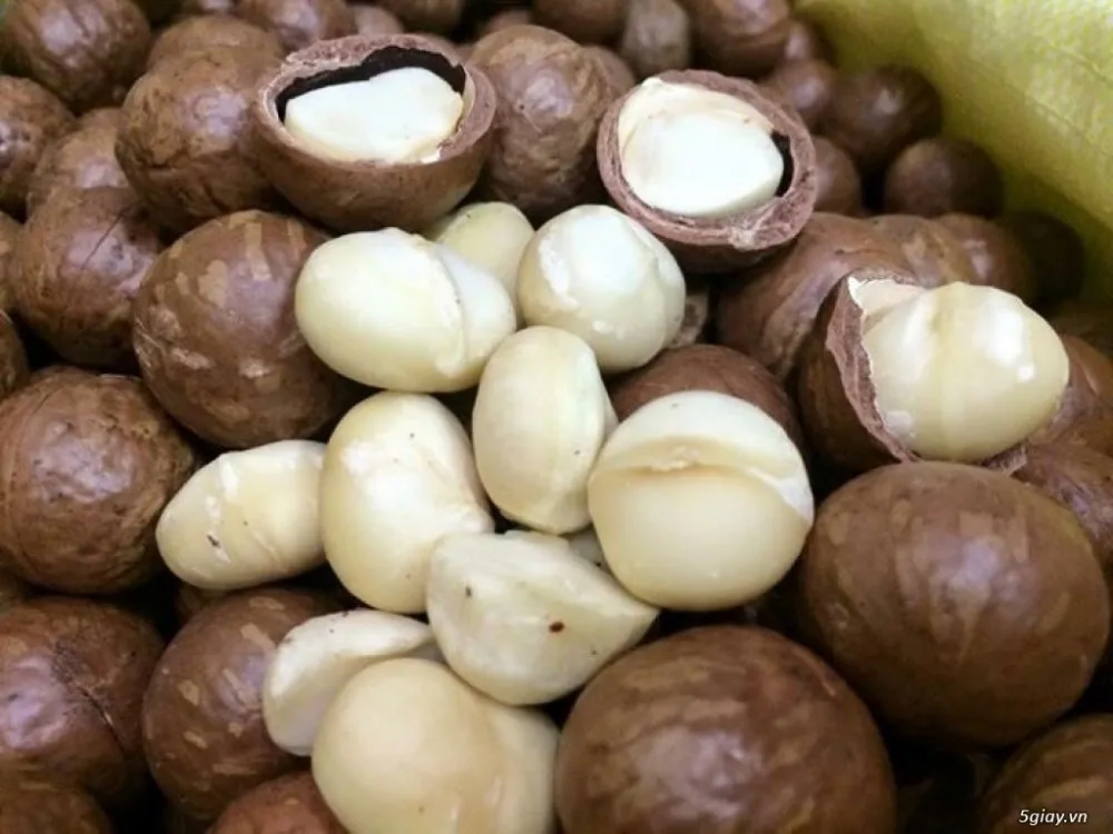 Vietnamese Macadamia Nuts With Shell ( Phoebe) Buy Roasted Macadamias