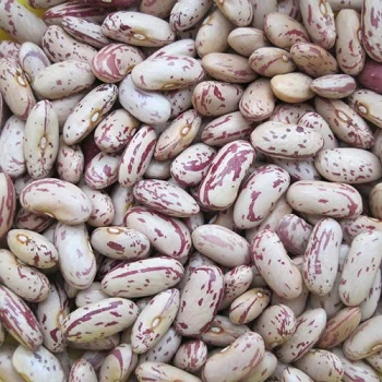 Light Speckled Kidney Beans Pinto Beans Sugar Beans For Sale Buy Price For Sugar Beans Bulk Pinto Beans For Sale White Kidney Bean Product On Alibaba Com