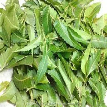 1000 Gambar Daun Neem Paling Keren 1000 Gambar Daun Neem Paling Keren