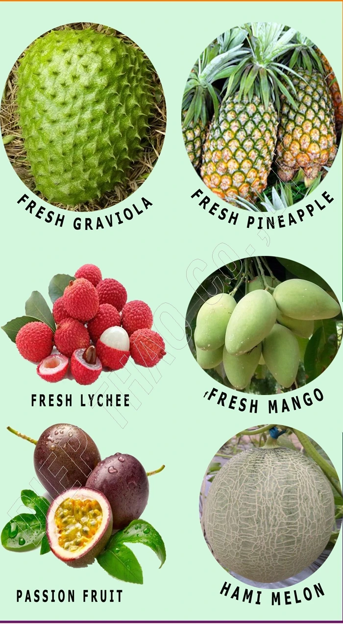 SUPPLIER FRESH SWEET HAMI MELON FROM VIETNAM HIGH QUALITY_BEST PRICE